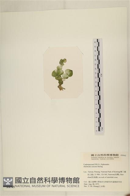 登錄號:A00004945藏品圖，第3張