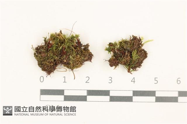登錄號:B00016345藏品圖，第1張
