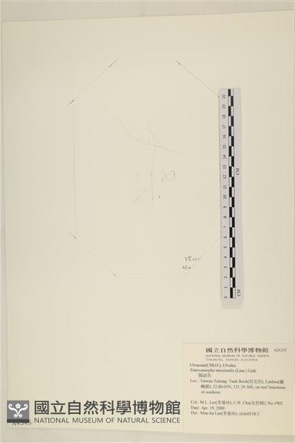 腸滸苔, 河石髮藏品圖，第3張