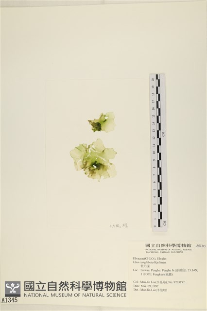 茶花石蓴, 牡丹菜藏品圖，第1張