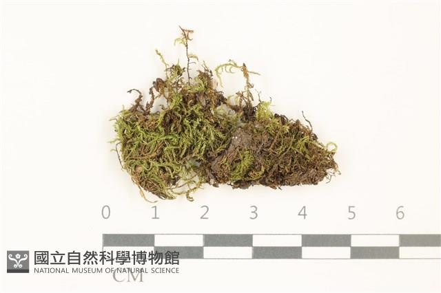 長葉青蘚藏品圖，第1張