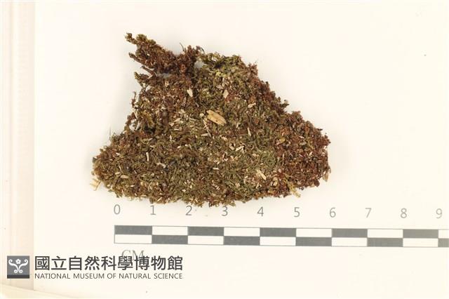 細葉真蘚藏品圖，第1張