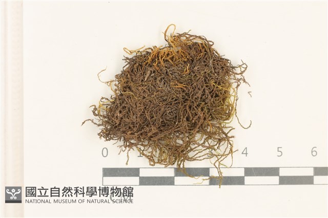 牛角蘚曲莖變種藏品圖，第1張