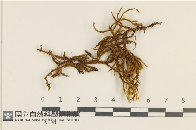 臺灣逆毛蘚藏品圖，第1張
