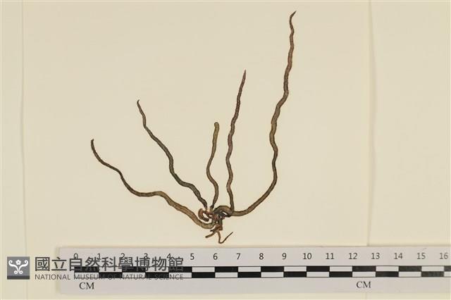 登錄號:A00001745藏品圖，第1張