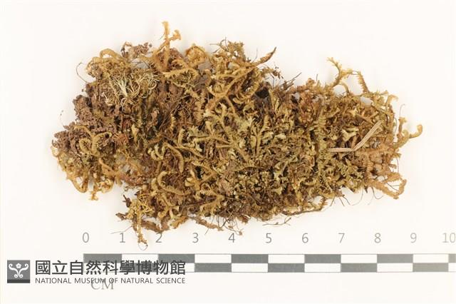 登錄號:B00000745藏品圖，第1張