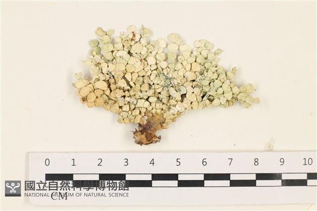 仙掌藻, 海仙人掌藏品圖，第1張