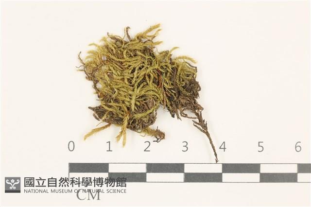 細枝青蘚藏品圖，第1張