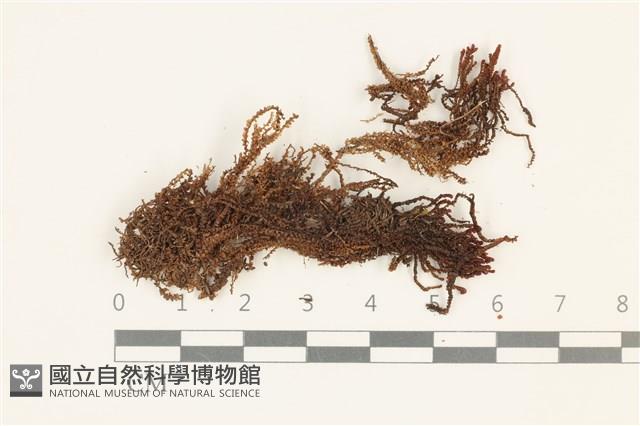登錄號:B00016665藏品圖，第1張
