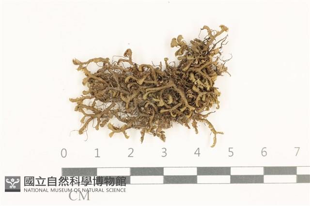 鞭苔,三裂鞭苔藏品圖，第1張