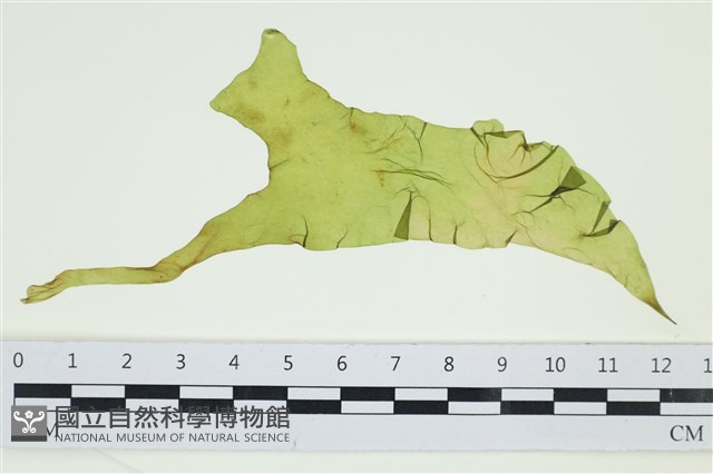 西洋葉苔藏品圖，第1張