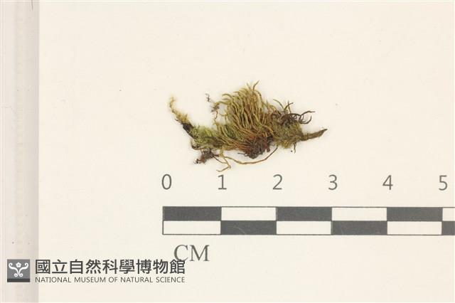 登錄號:B00021665藏品圖，第1張