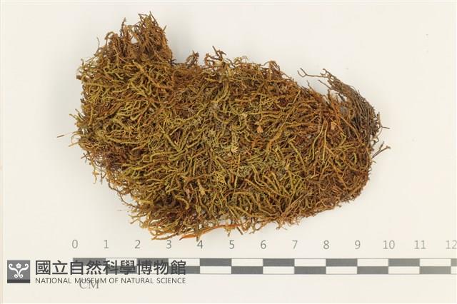 皺葉牛舌蘚藏品圖，第1張