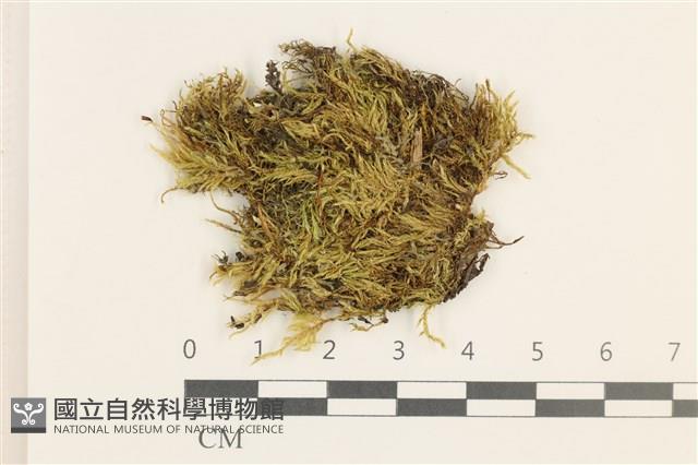 羽枝青蘚藏品圖，第1張