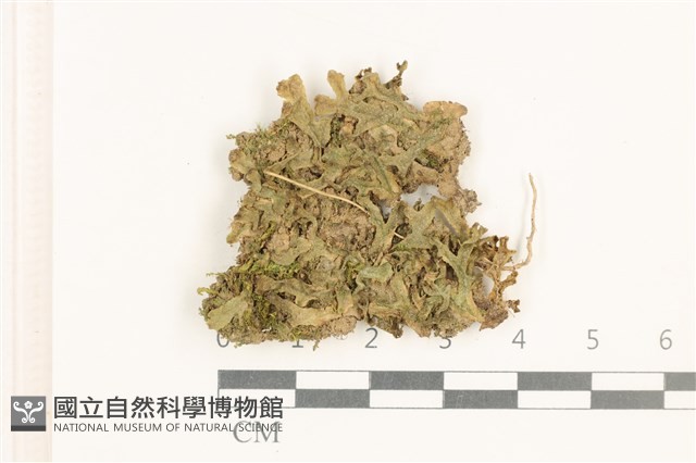 小蛇苔藏品圖，第1張