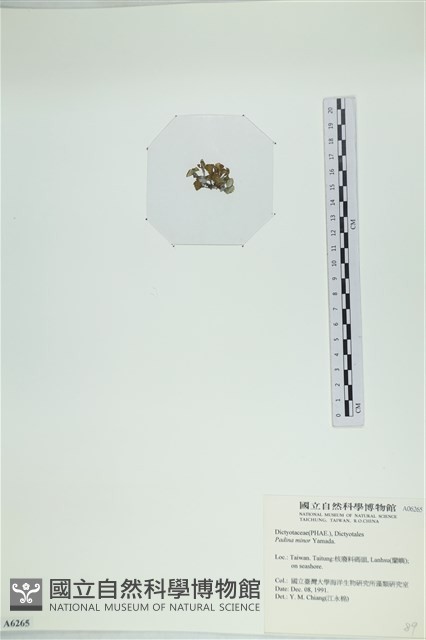 小團扇藻藏品圖，第3張