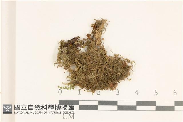 沼生護蒴苔藏品圖，第1張