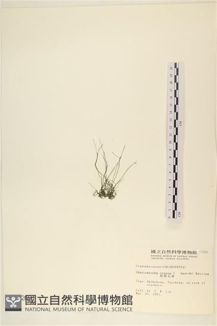 粗硬毛藻, 綠苔藏品圖，第3張