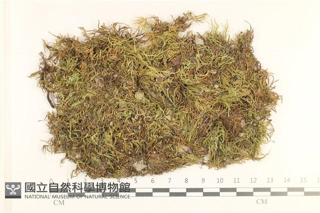 登錄號:B00013265藏品圖，第1張