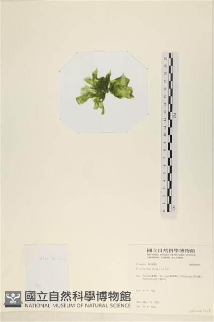 大石蓴, 石蓴藏品圖，第3張