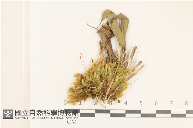 花錦蘚藏品圖，第1張