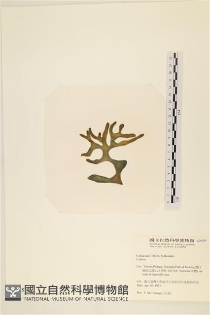 登錄號:A00005065藏品圖，第3張