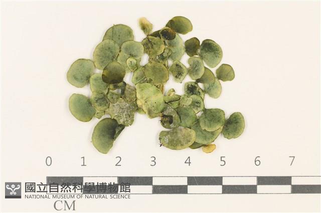 大葉海仙人掌, 大葉仙掌藻藏品圖，第1張