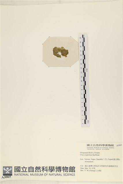 茶花石蓴, 牡丹菜藏品圖，第3張