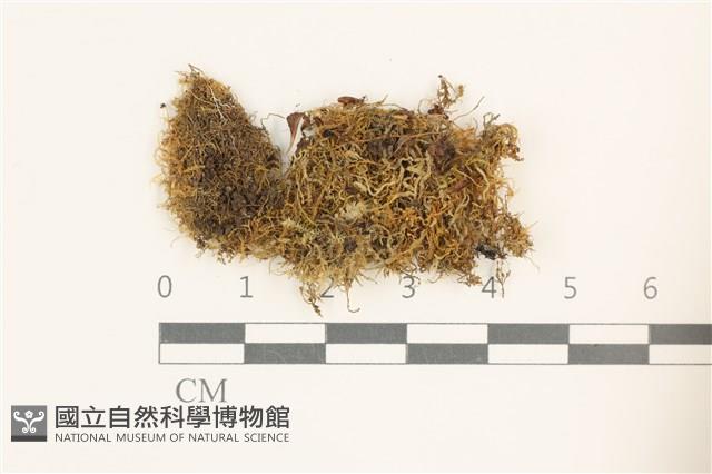 登錄號:B00019165藏品圖，第1張