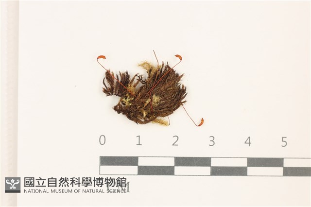 登錄號:B00015165藏品圖，第1張