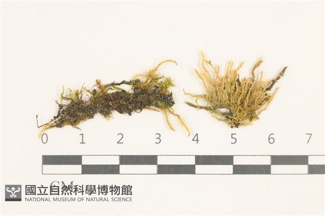 登錄號:B00009565藏品圖，第1張