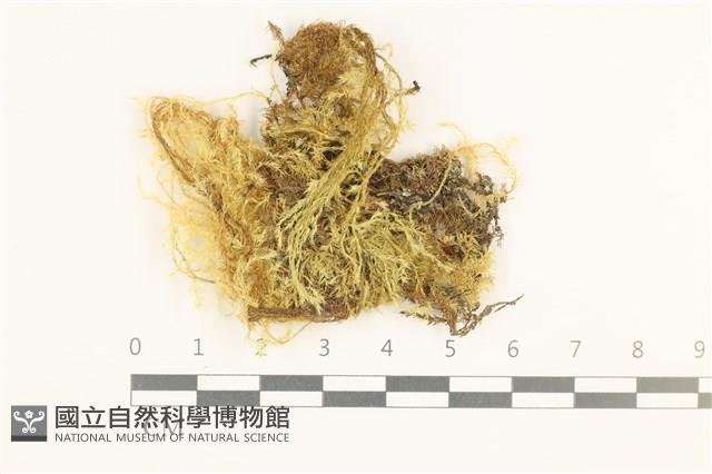 多疣懸蘚藏品圖，第1張