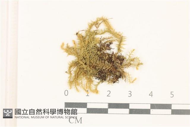 登錄號:B00004565藏品圖，第1張