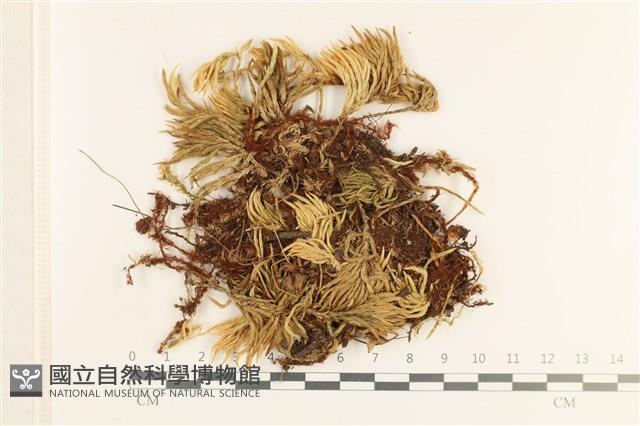 登錄號:B00017565藏品圖，第1張