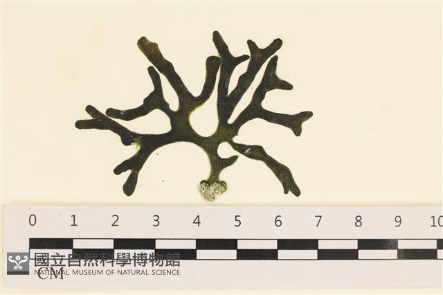登錄號:A00005565藏品圖，第1張