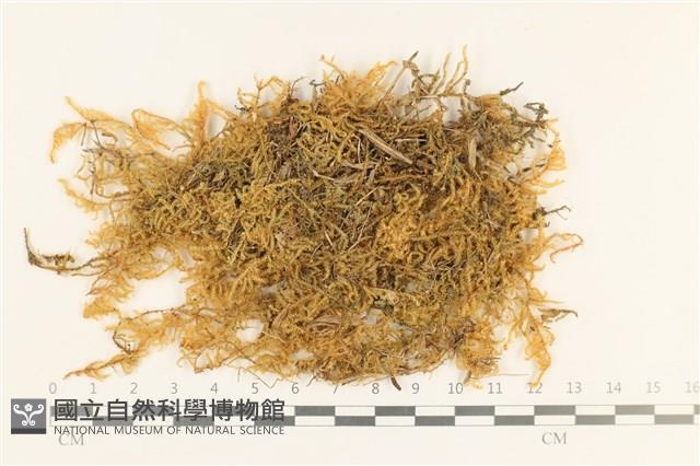 登錄號:B00000565藏品圖，第1張