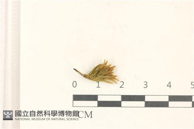 登錄號:B00012465藏品圖，第1張