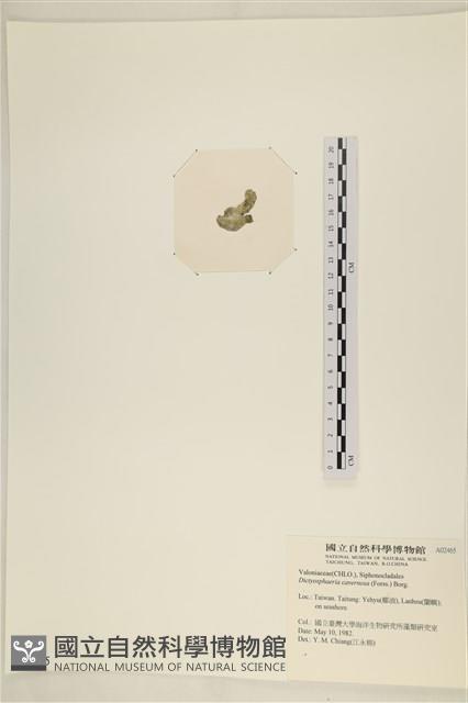 網球藻藏品圖，第3張