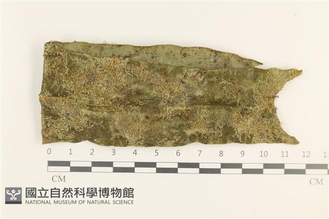 登錄號:B00009465藏品圖，第1張