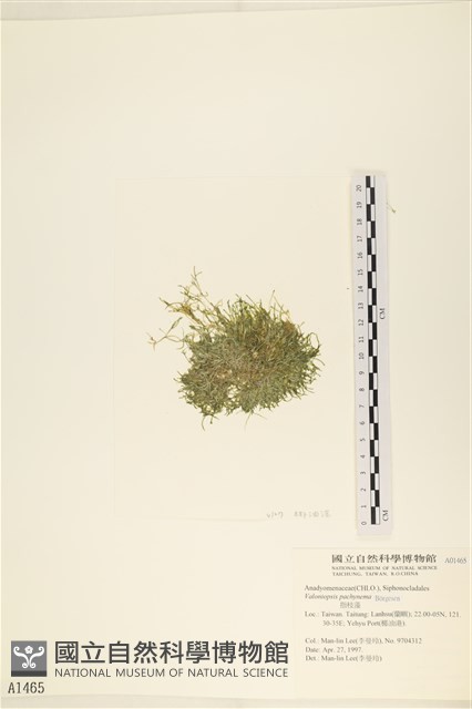 指枝藻藏品圖，第3張