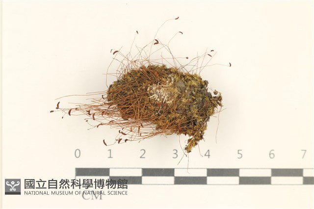 角齒蘚藏品圖，第1張