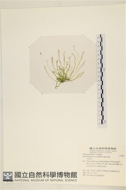 腸滸苔, 河石髮藏品圖，第3張