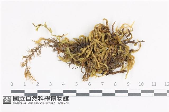 登錄號:B00011365藏品圖，第1張