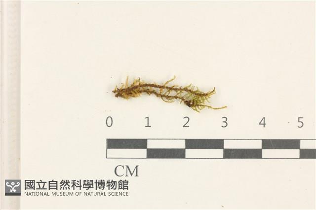 登錄號:B00020365藏品圖，第1張