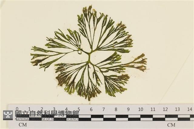 登錄號:A00005765藏品圖，第1張
