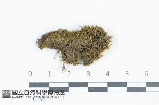 青毛苔藏品圖，第1張