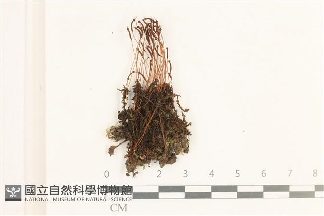 登錄號:B00014605藏品圖，第1張