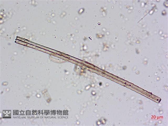 登錄號:A00004605藏品圖，第4張