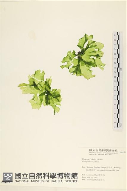 石蓴藏品圖，第1張