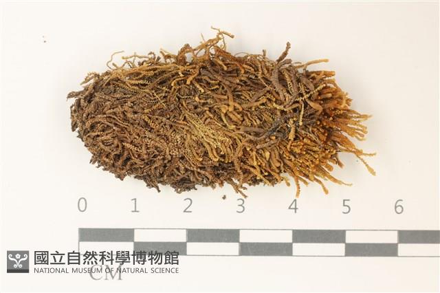 石生挺葉苔藏品圖，第1張